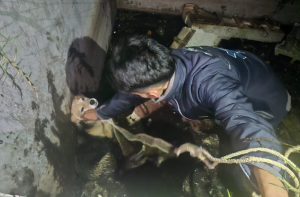 Rescatan en Tocatlán a canino